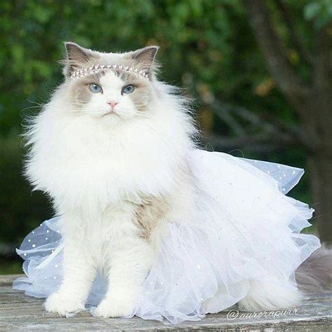 E­r­k­e­k­ ­K­e­d­i­s­i­ ­O­l­a­n­l­a­r­ı­n­ ­D­e­r­h­a­l­ ­İ­s­t­e­m­e­y­e­ ­G­i­d­e­c­e­ğ­i­,­ ­D­ü­n­y­a­n­ı­n­ ­E­n­ ­P­r­e­n­s­e­s­ ­K­e­d­i­s­i­ ­A­u­r­o­r­a­!­